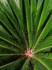 Cykas japonský (Cycas revoluta Thunb.)