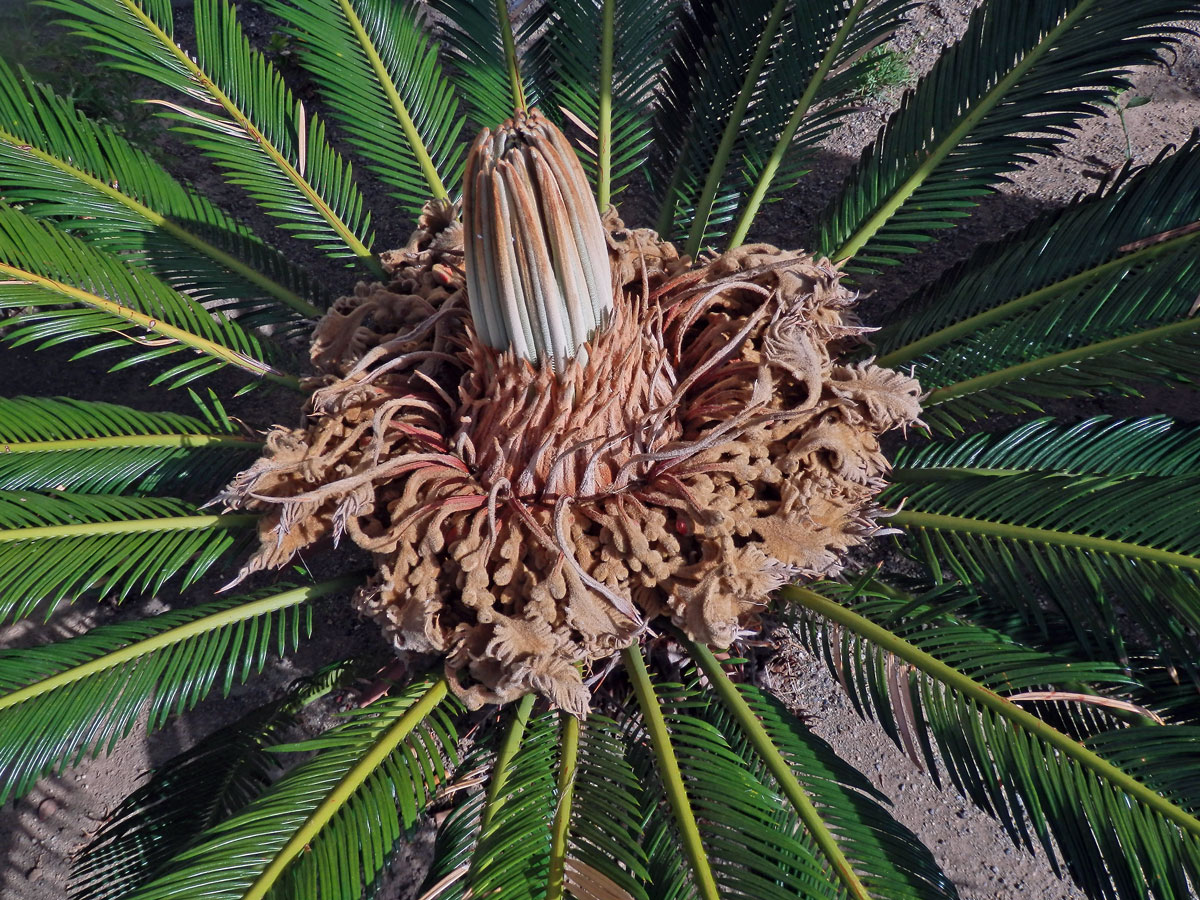 Cykas japonský (Cycas revoluta Thunb.)