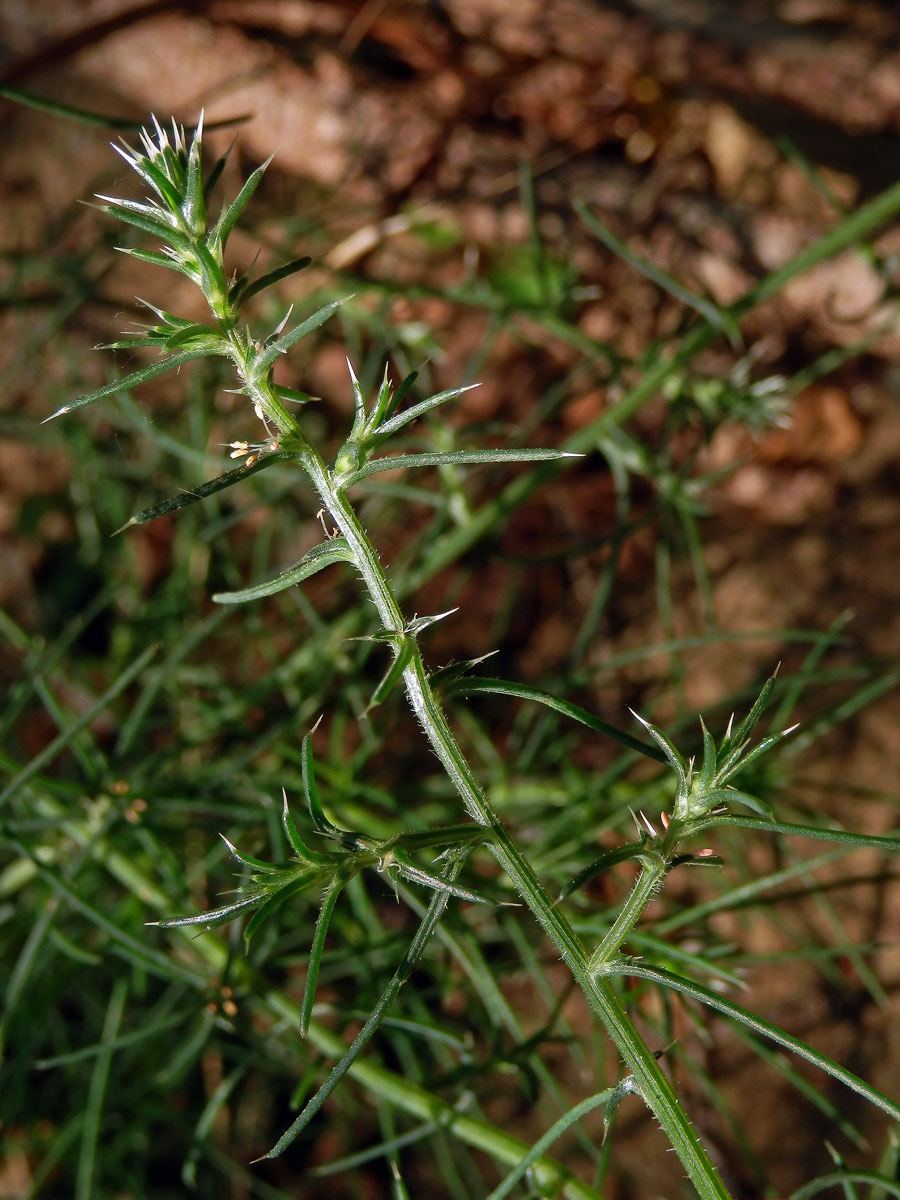 Slanobýl (Salsola tragus L.)