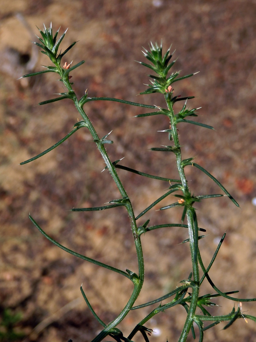 Slanobýl (Salsola tragus L.)