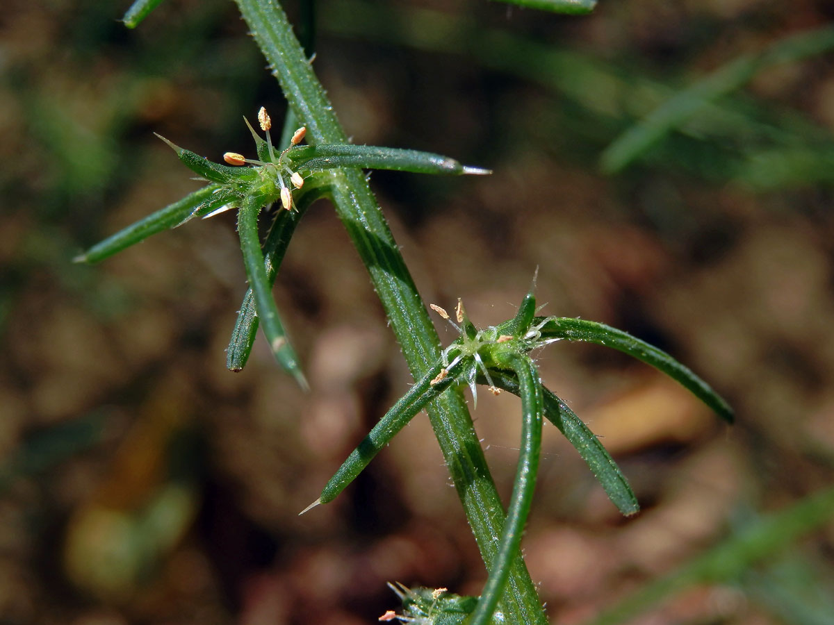 Slanobýl (Salsola tragus L.)