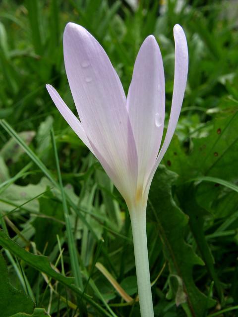 Ocún jesenní (Colchicum autumnale L.)