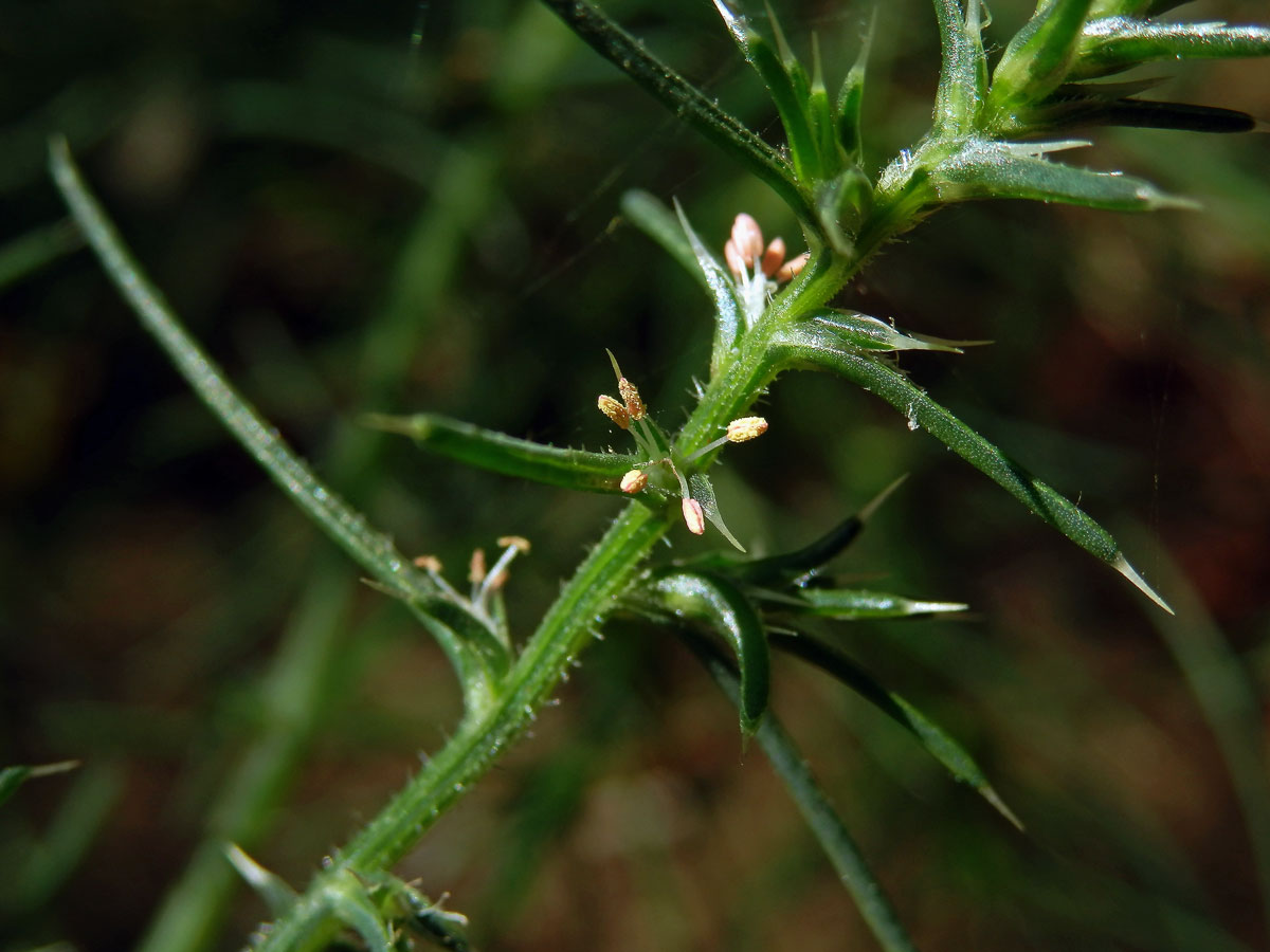 Slanobýl (Salsola tragus L.)