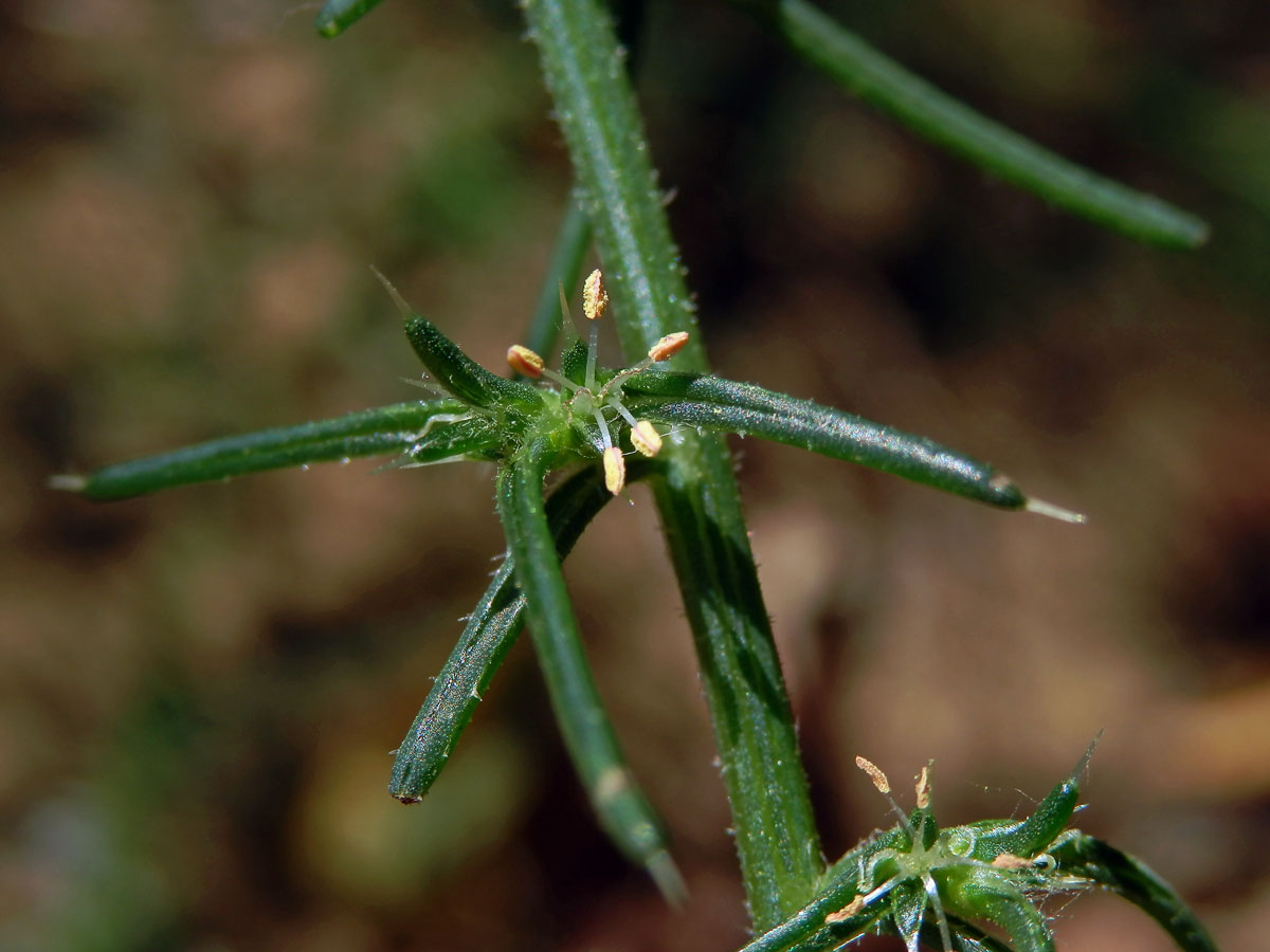 Slanobýl (Salsola tragus L.)