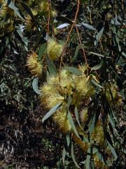 Blahovičník kulatoplodý (Eucalyptus globulus Labill.)    
