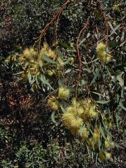 Blahovičník kulatoplodý (Eucalyptus globulus Labill.)