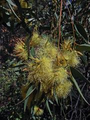 Blahovičník kulatoplodý (Eucalyptus globulus Labill.)