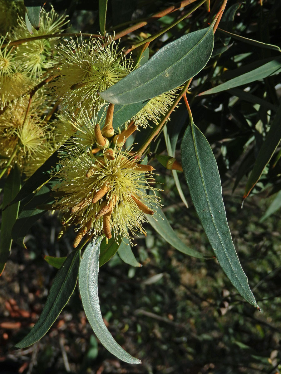 Blahovičník kulatoplodý (Eucalyptus globulus Labill.)