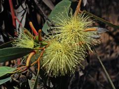 Blahovičník kulatoplodý (Eucalyptus globulus Labill.)