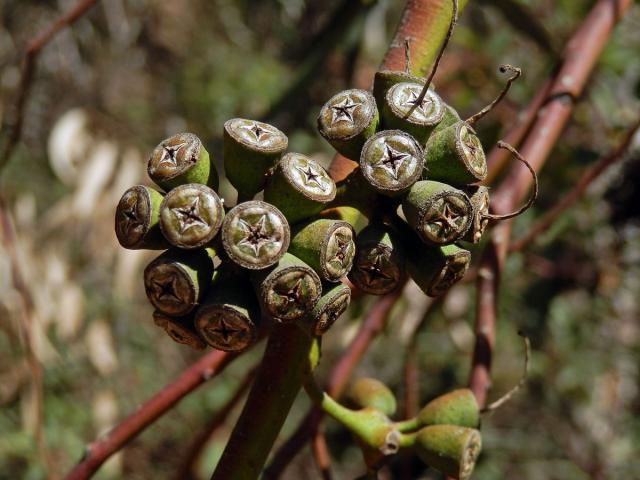 Blahovičník kulatoplodý (Eucalyptus globulus Labill.)