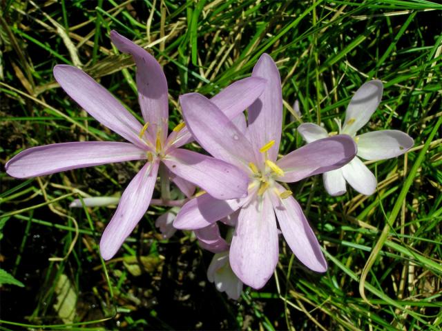 Ocún jesenní (Colchicum autumnale L.)