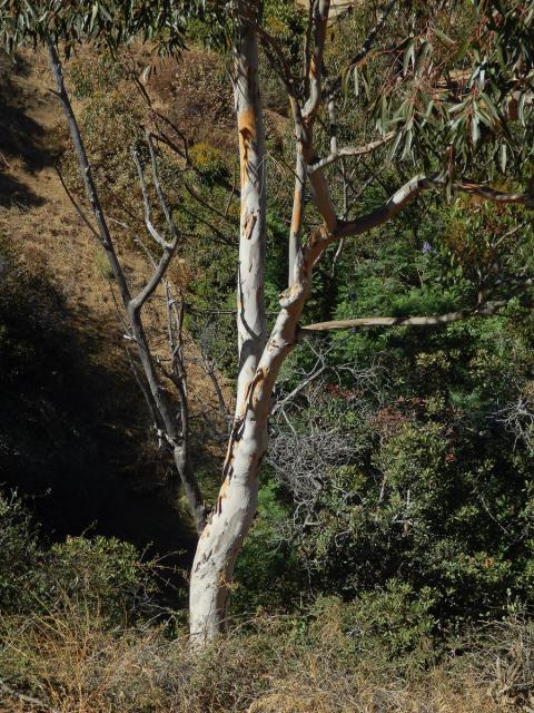 Blahovičník kulatoplodý (Eucalyptus globulus Labill.)