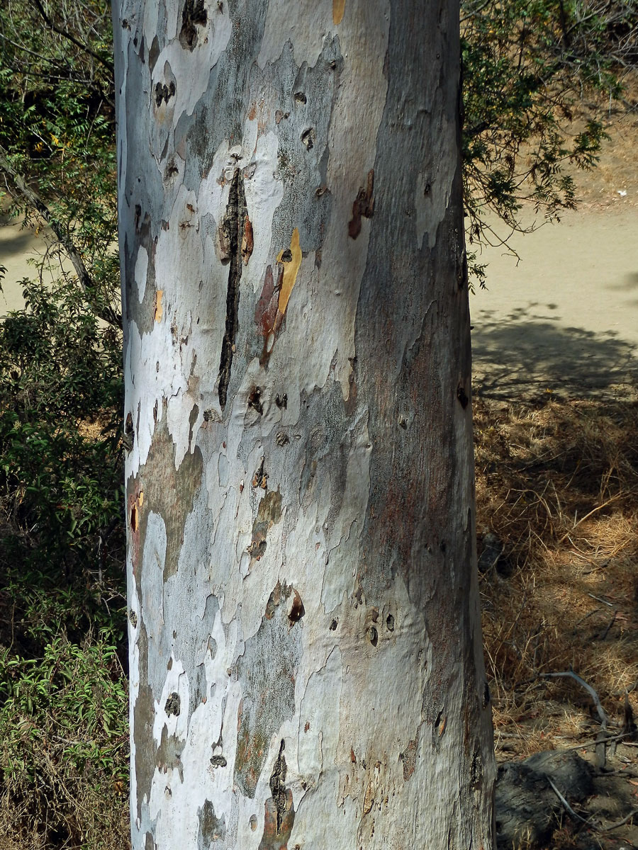 Blahovičník kulatoplodý (Eucalyptus globulus Labill.)