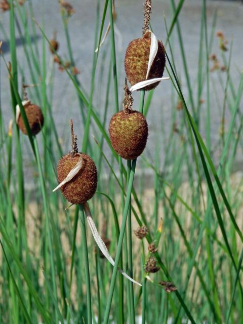 Orobinec nejmenší (Typha minima Hoppe)