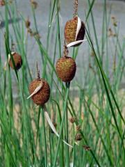 Orobinec nejmenší (Typha minima Hoppe)