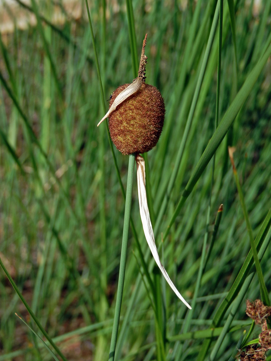 Orobinec nejmenší (Typha minima Hoppe)