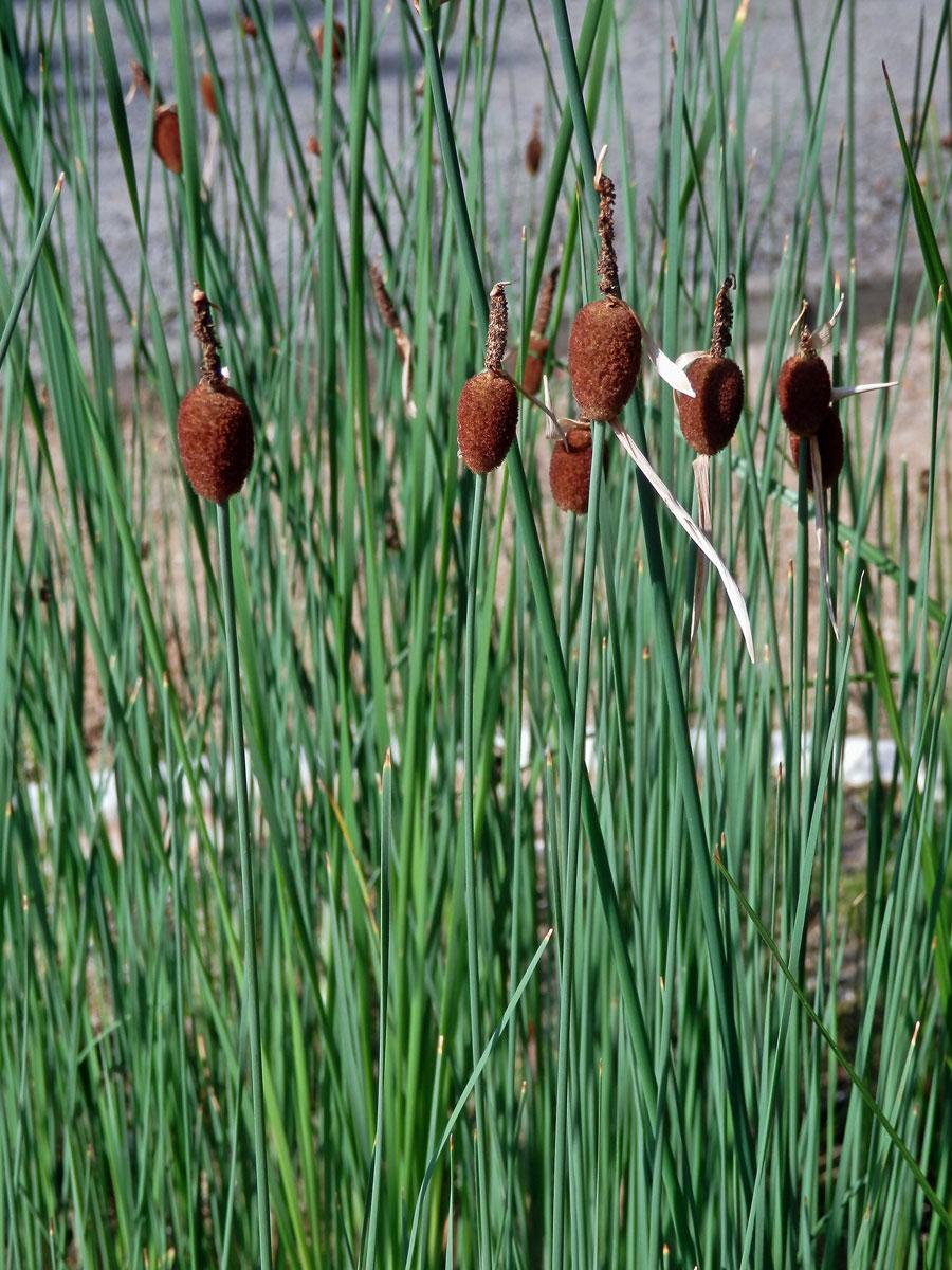 Orobinec nejmenší (Typha minima Hoppe)