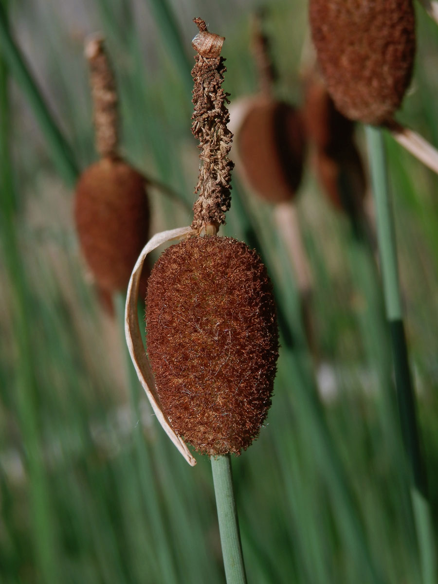 Orobinec nejmenší (Typha minima Hoppe)