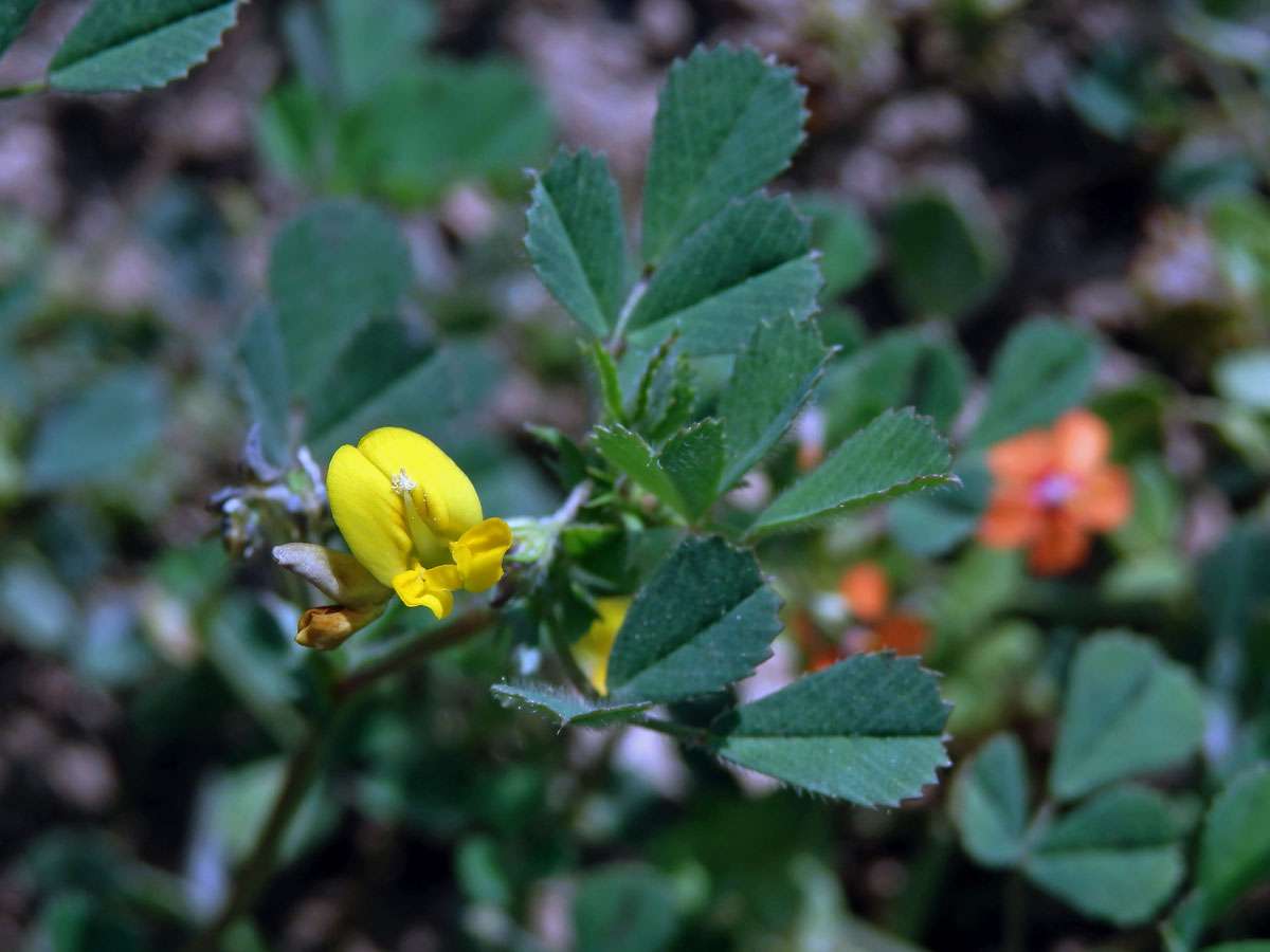 Tolice pobřežní (Medicago littoralis Rhode ex Loisel.)