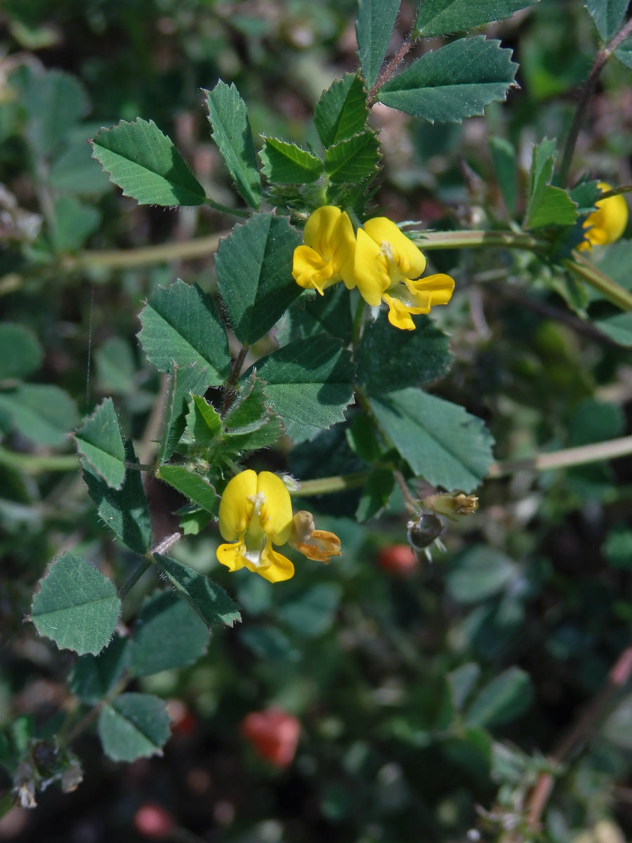 Tolice pobřežní (Medicago littoralis Rhode ex Loisel.)