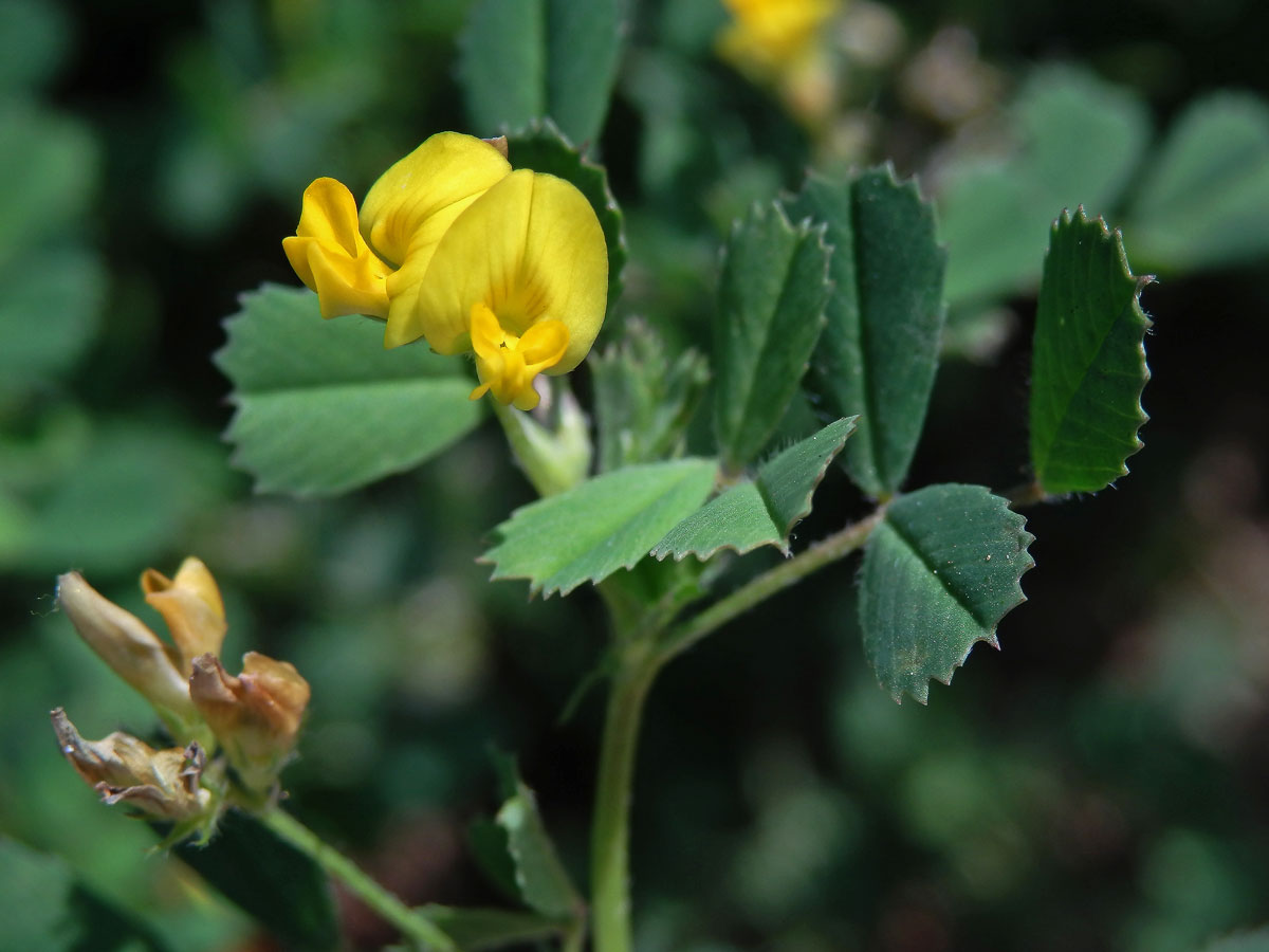 Tolice pobřežní (Medicago littoralis Rhode ex Loisel.)