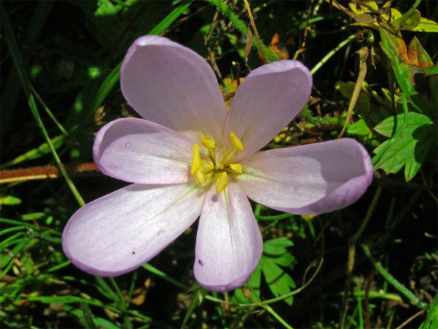 Ocún jesenní (Colchicum autumnale L.)