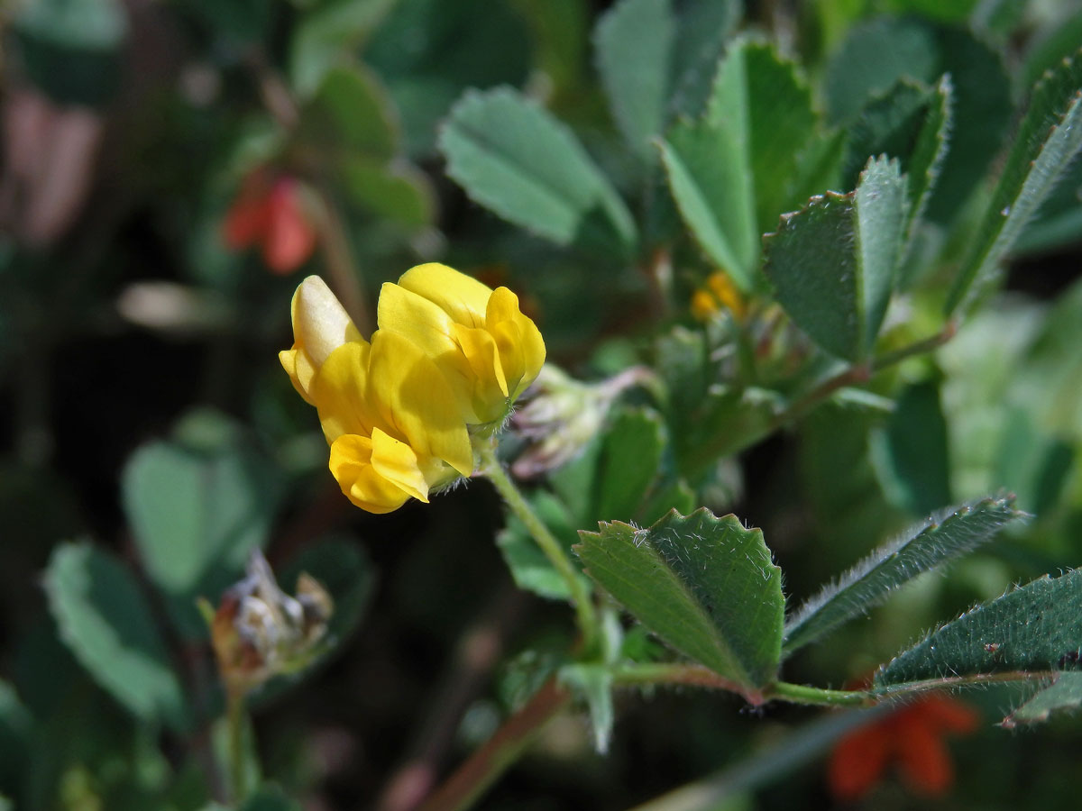 Tolice pobřežní (Medicago littoralis Rhode ex Loisel.)