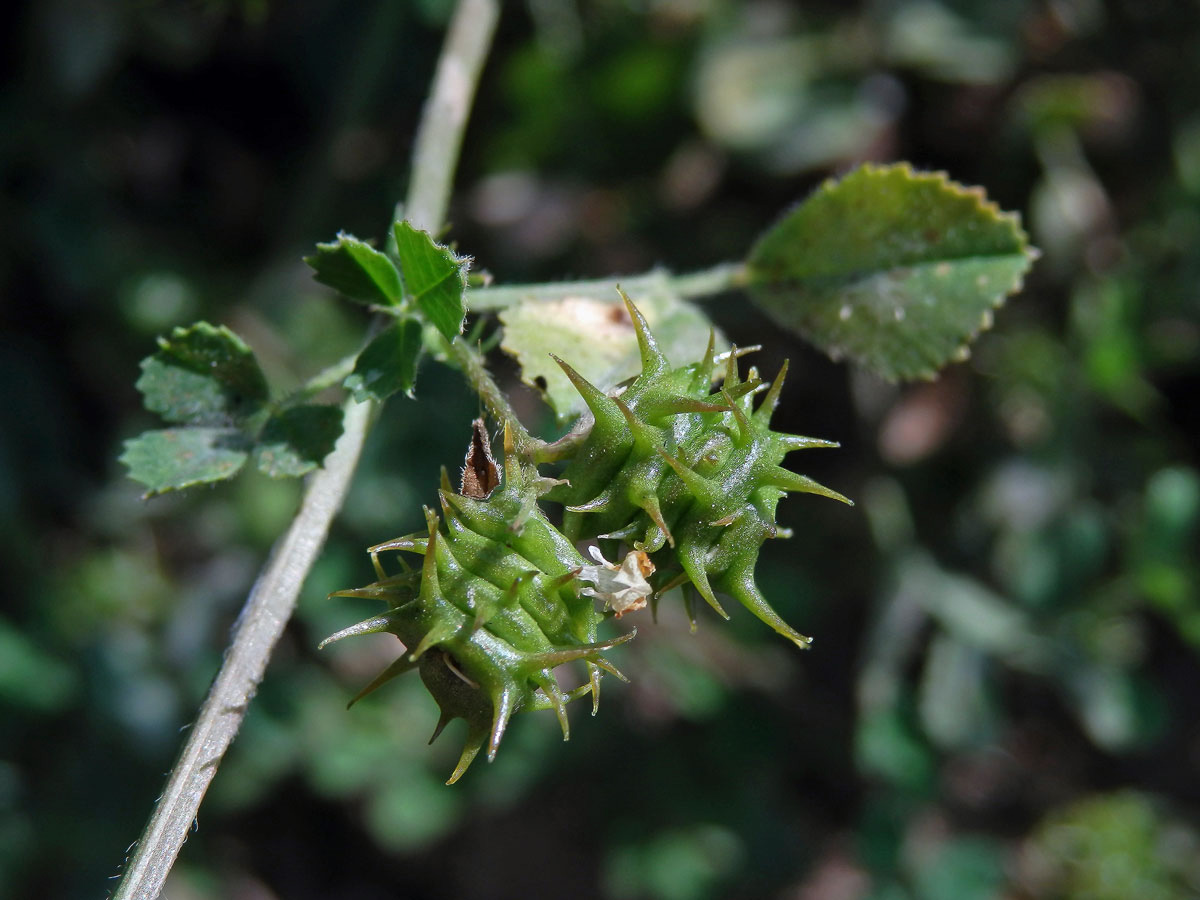 Tolice pobřežní (Medicago littoralis Rhode ex Loisel.)