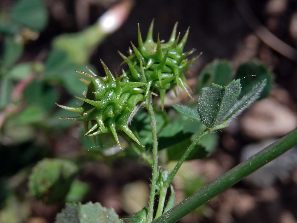 Tolice pobřežní (Medicago littoralis Rhode ex Loisel.)