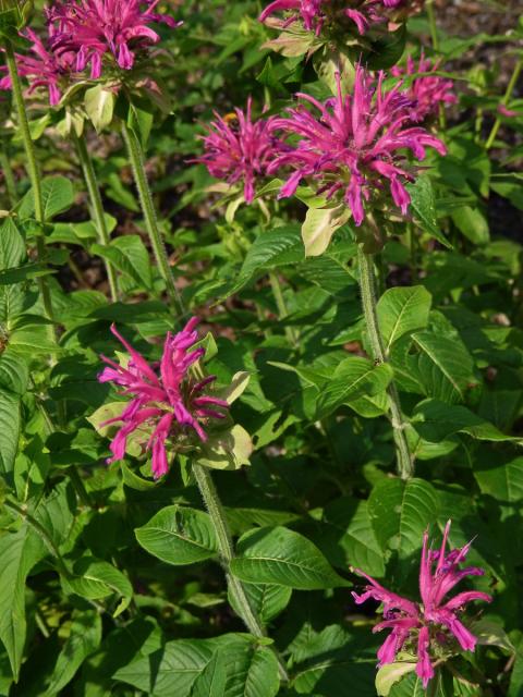 Zavinutka podvojná (Monarda didyma L.)