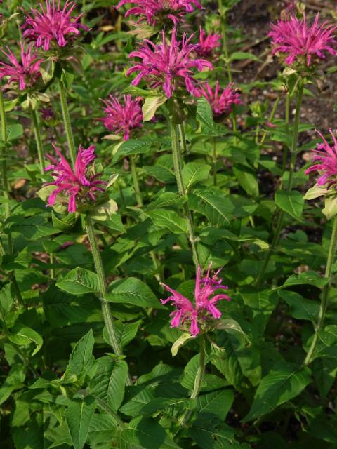 Zavinutka podvojná (Monarda didyma L.)