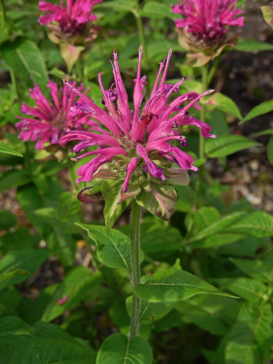 Zavinutka podvojná (Monarda didyma L.)