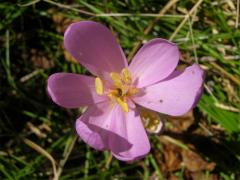 Ocún jesenní (Colchicum autumnale L.)