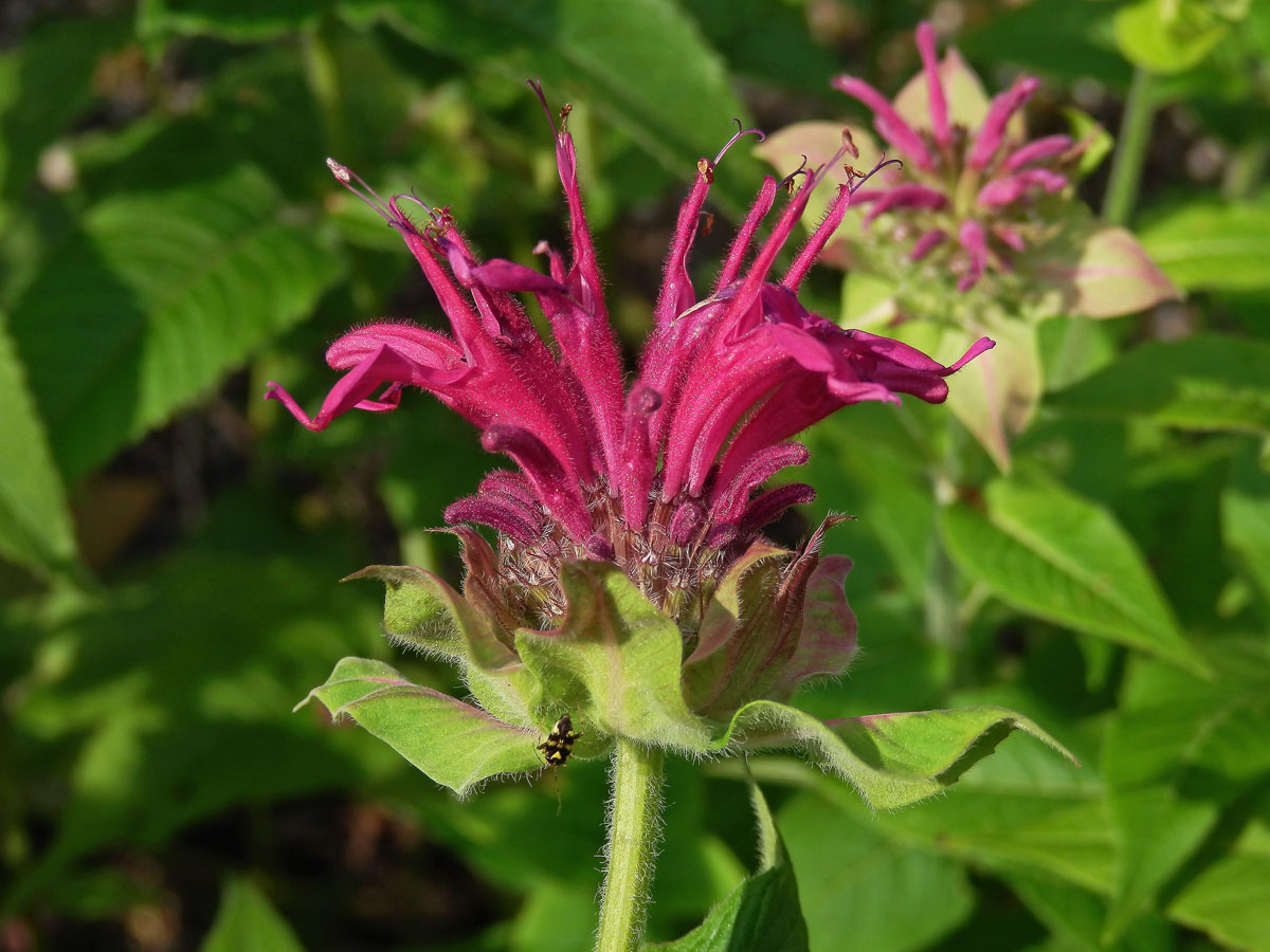 Zavinutka podvojná (Monarda didyma L.)