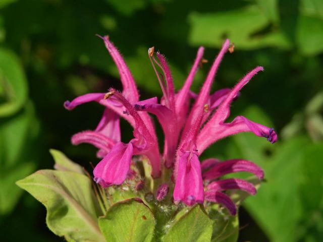 Zavinutka podvojná (Monarda didyma L.)