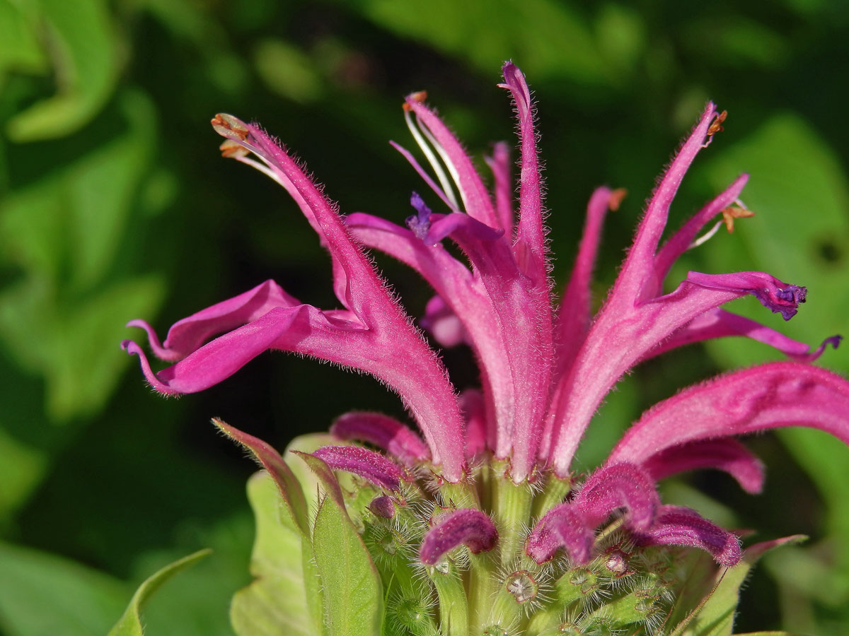 Zavinutka podvojná (Monarda didyma L.)