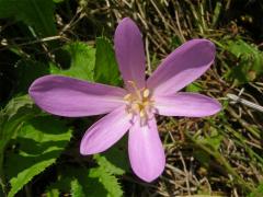 Ocún jesenní (Colchicum autumnale L.)