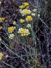 Smil vlnatý (Helichrysum stocheas (L.) Moench)   