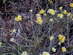 Smil vlnatý (Helichrysum stocheas (L.) Moench)