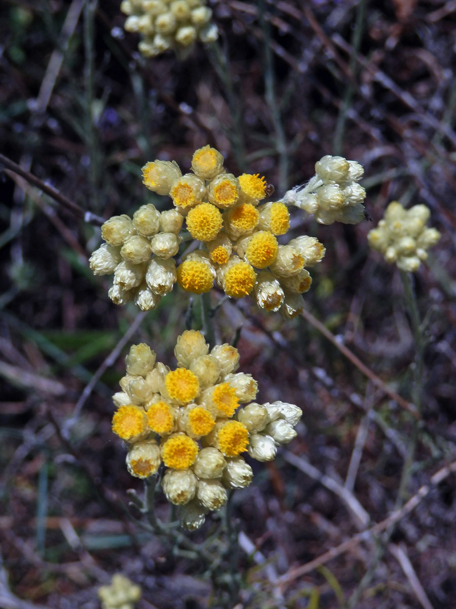 Smil vlnatý (Helichrysum stocheas (L.) Moench)