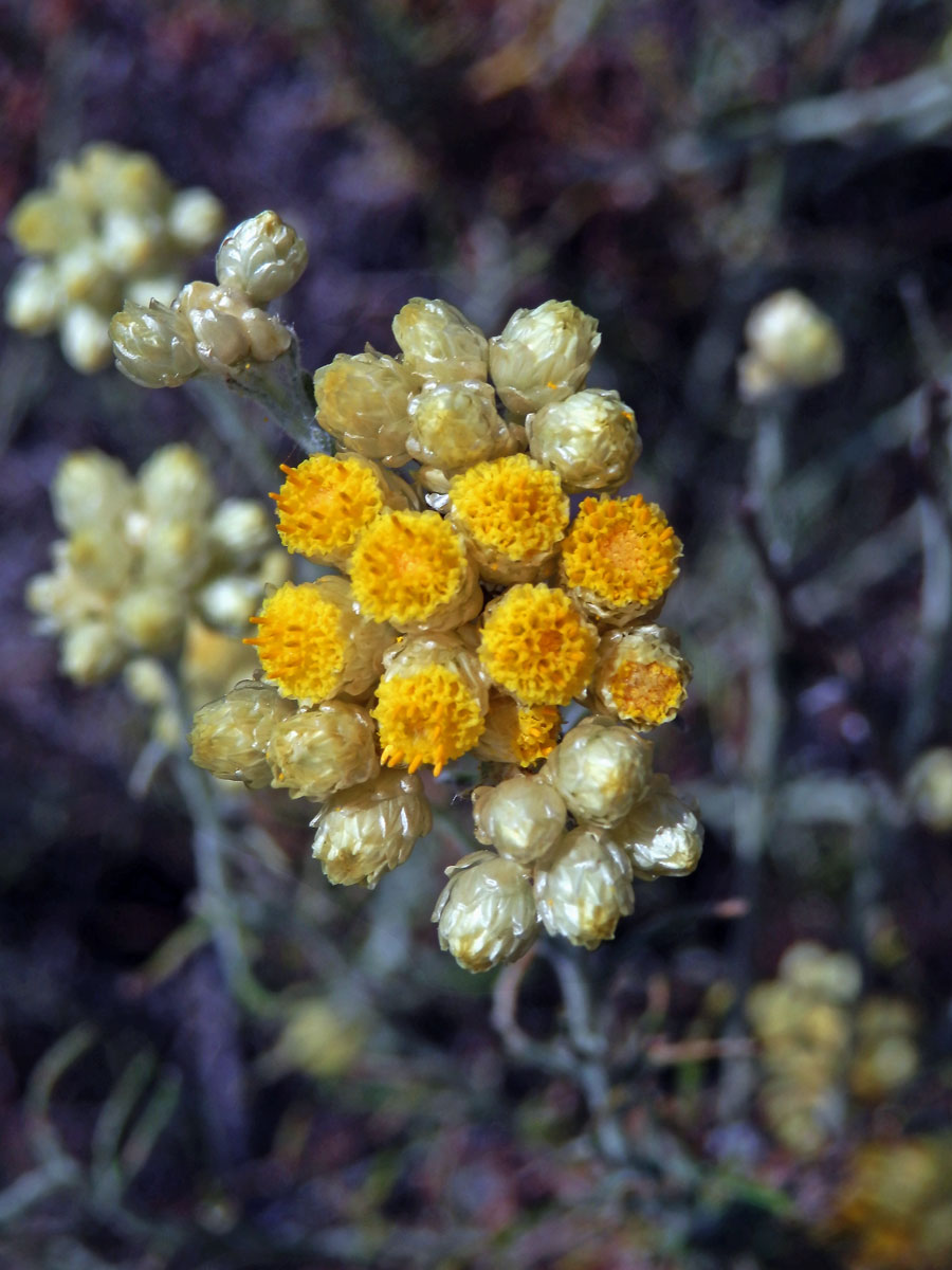 Smil vlnatý (Helichrysum stocheas (L.) Moench)