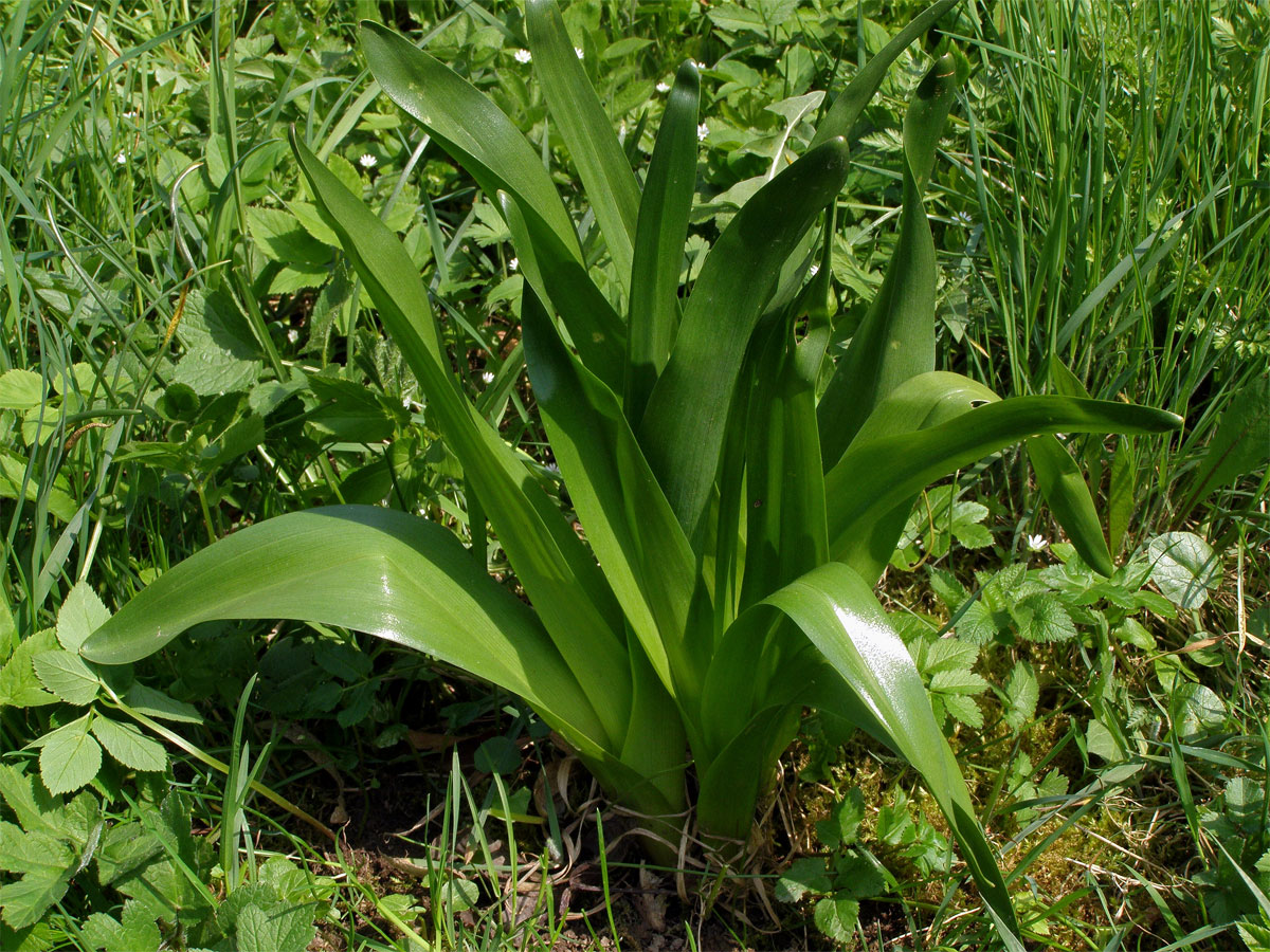 Ocún jesenní (Colchicum autumnale L.)