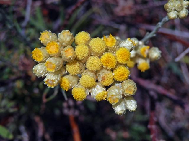 Smil vlnatý (Helichrysum stocheas (L.) Moench)