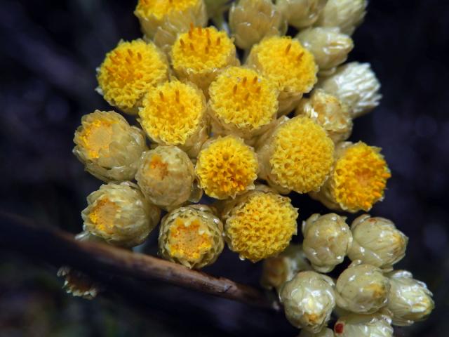 Smil vlnatý (Helichrysum stocheas (L.) Moench)