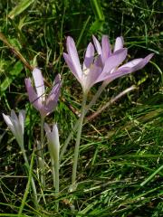 Ocún jesenní (Colchicum autumnale L.)