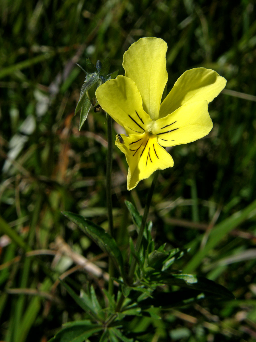 Violka žlutá (Viola lutea Huds.)