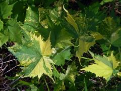 Chybění chlorofylu vlákně kosolisté (Sida rhombifolia L.)