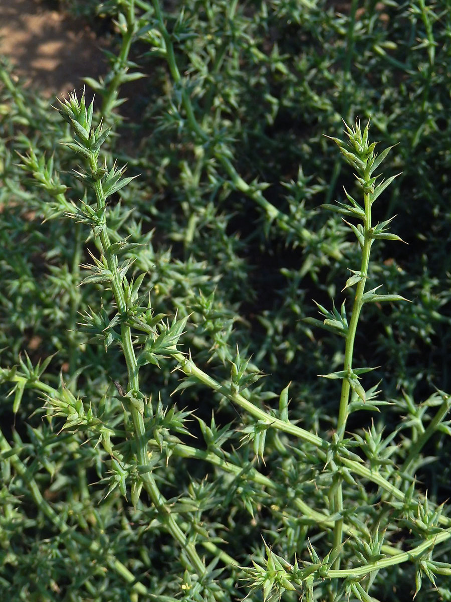 Slanobýl draselný (Salsola kali L.)