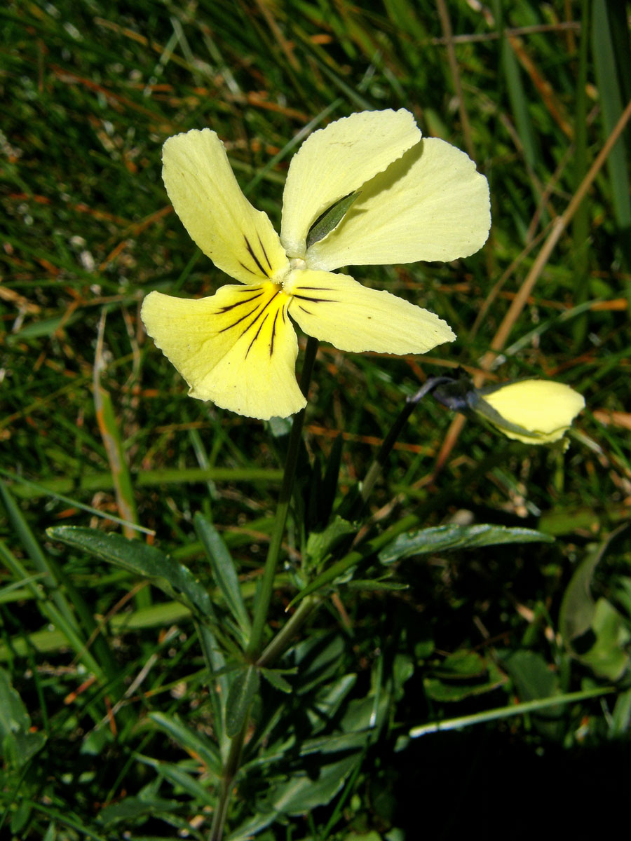 Violka žlutá (Viola lutea Huds.)