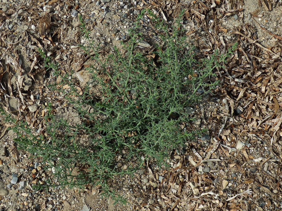 Slanobýl draselný (Salsola kali L.)